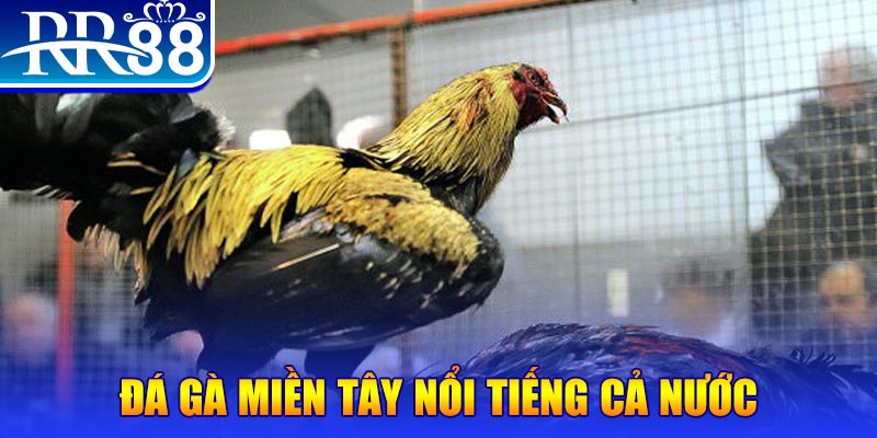 ee88ap đá gà trực tiếp c1